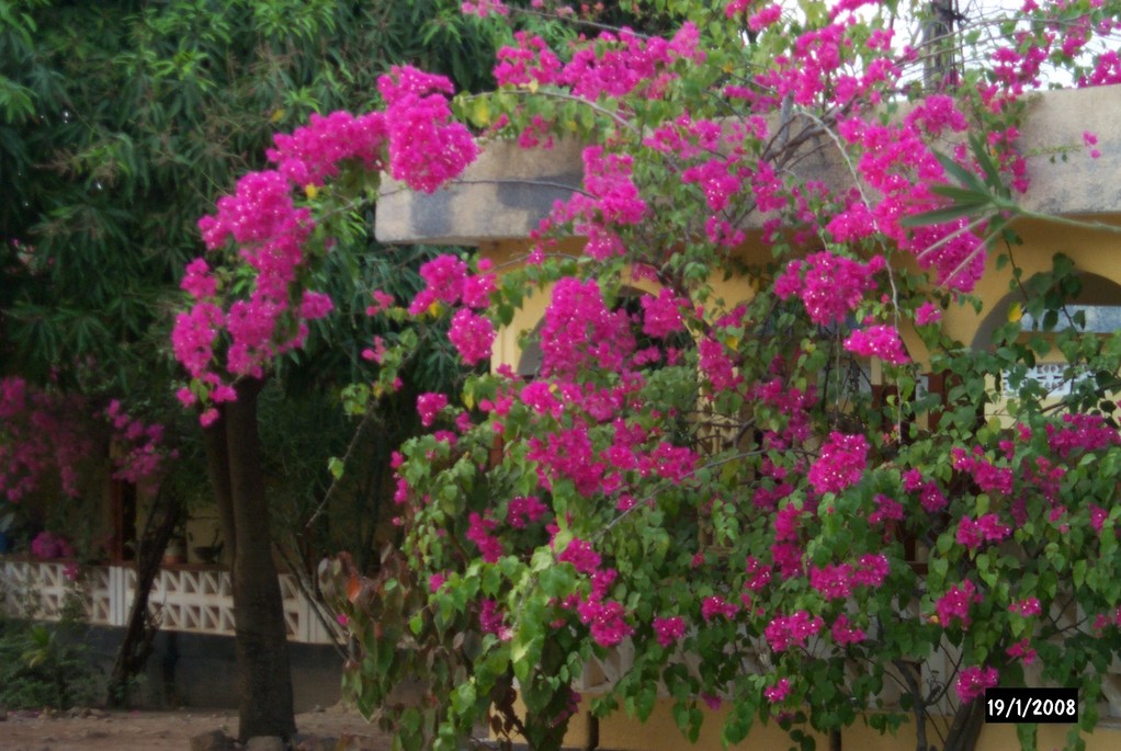 Bougainvillier en fleurs