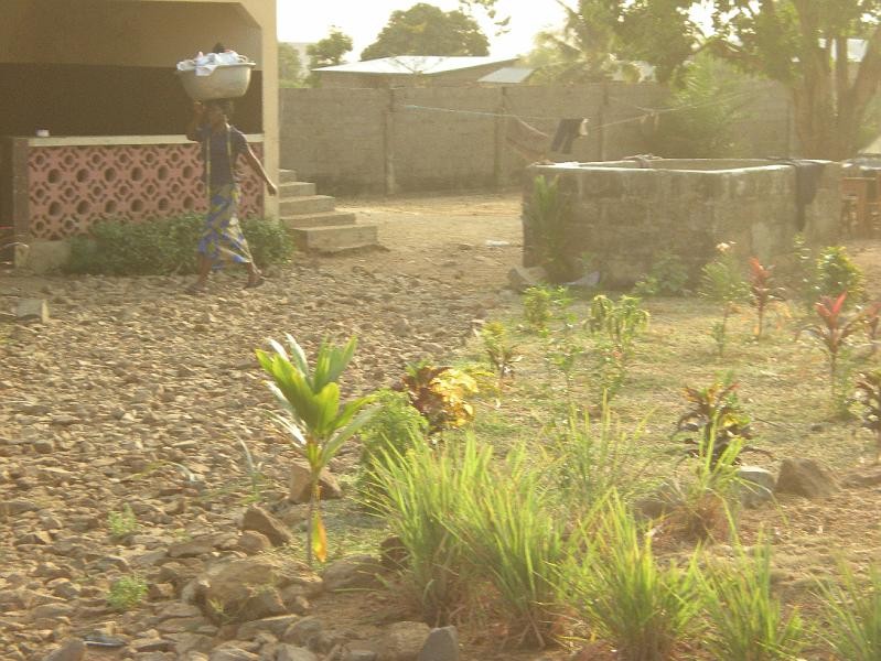 Jeunes plants dans la cour