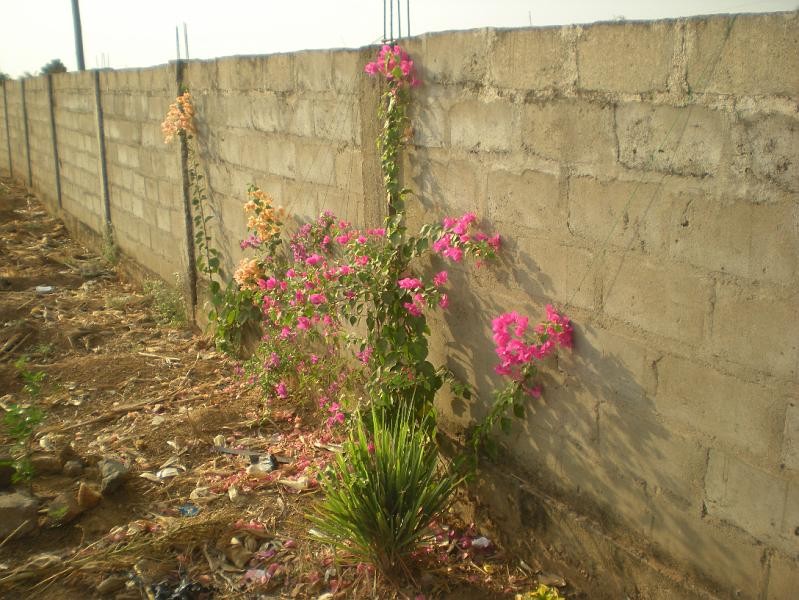 Fleurs le long d’un mur