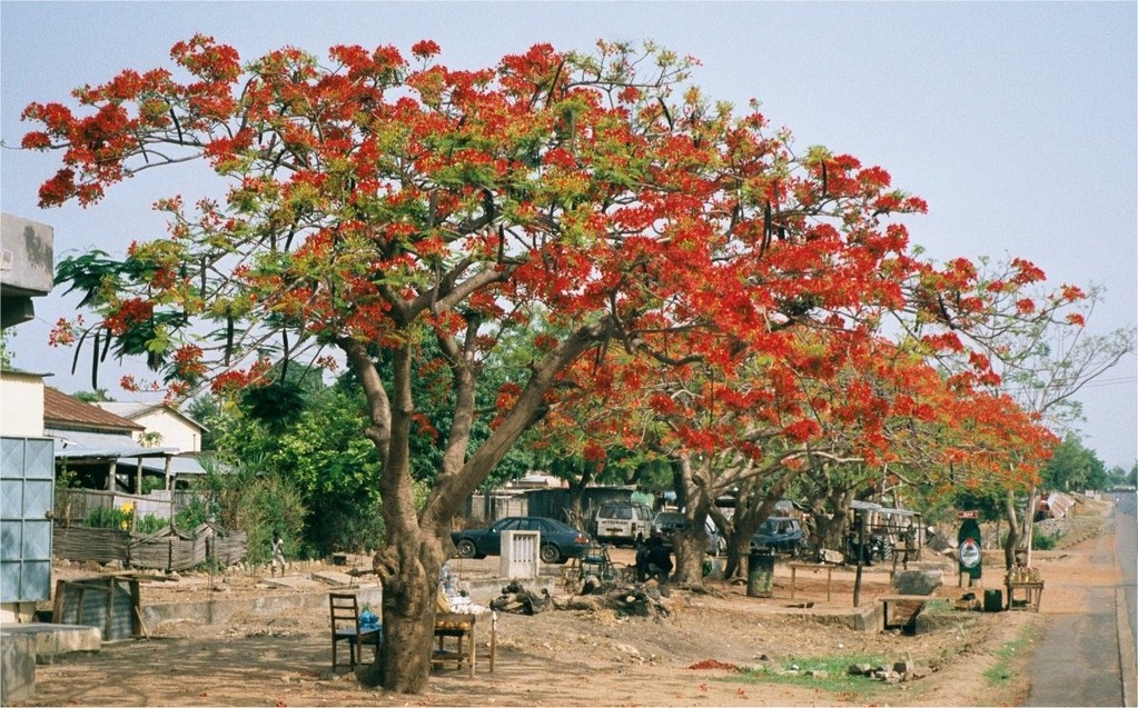 Arbre en fleurs dans la cour